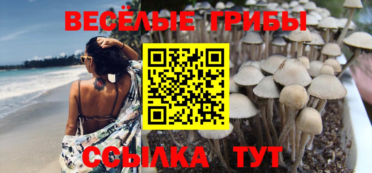 Псилоцибиновые грибы Cubensis  Вход с VPN  Советск 